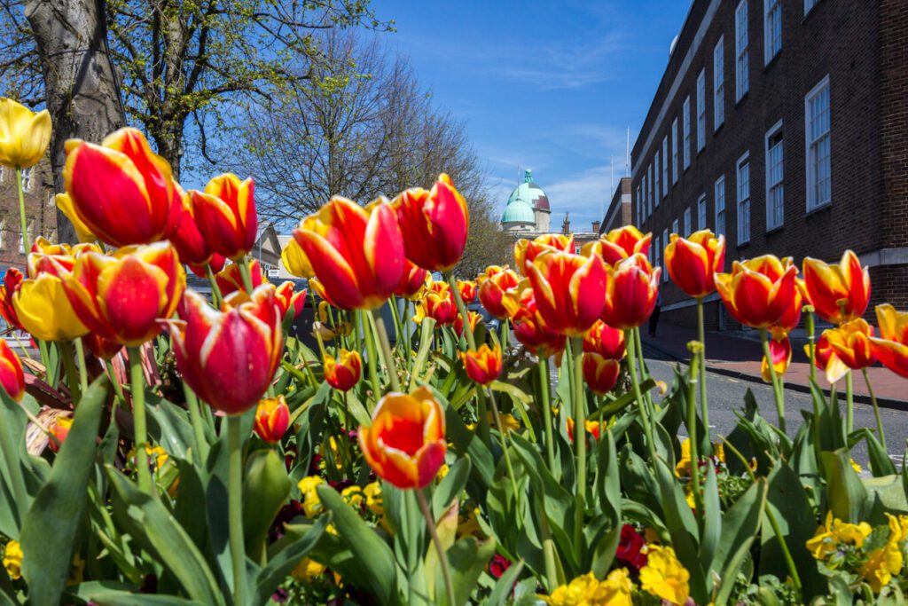 Tumbridge-Wells-Tulips-1024×683